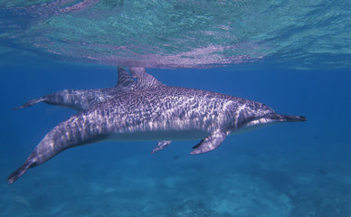 Naklejka premium Spinner Dolphin Profile Swims Just Below Surface of Ocean