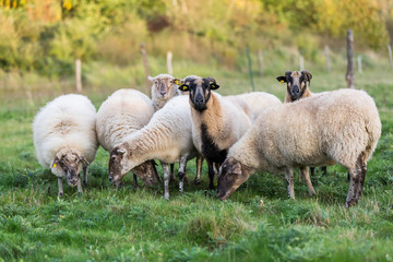 Obraz premium pack of sheep with on the pasture