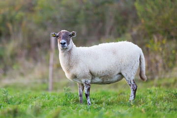 portrait of sheep on the pasture