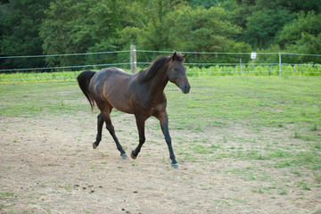 Fototapeta premium Young horse running around on the field