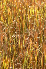 Autumn cattail marsh, Blue Cut Nature Center, Lyons, NY (1)