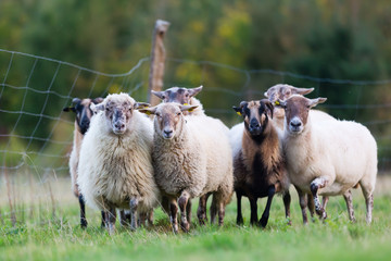 Fototapeta premium pack of sheep with on the pasture