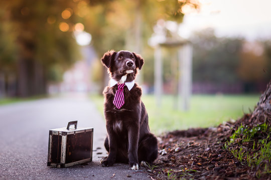 Australian Shepherd dog with a tie and a suitcase beside