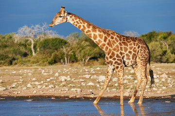 Giraffe drinking in a waterhole