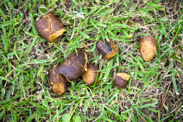 animal feces on the lawns.