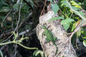 Little Lizard - Costa Rica