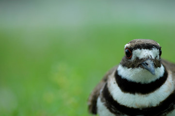 Killdeer