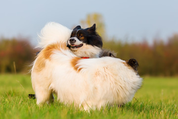 Fototapeta premium two Elo dogs play on the meadow