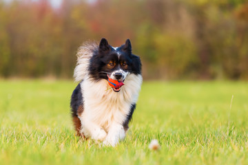 portrait of a cute Elo dog