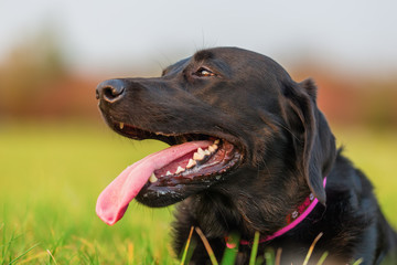 portrait of a black labrador dog