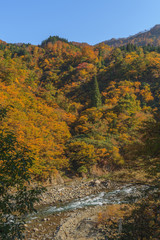 Fototapeta premium 秋の清津川の風景