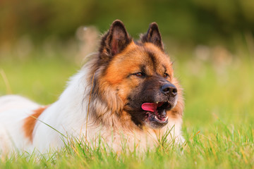 portrait of a cute Elo dog