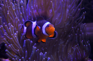Naklejka na ściany i meble Ocellaris clownfish