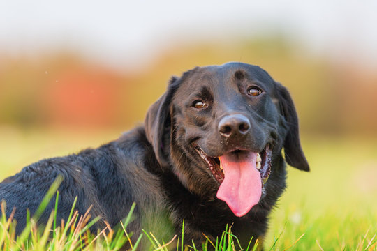 portrait of a black labrador dog