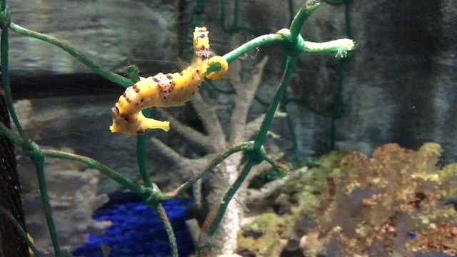 Yellow seahorse (Hippocampus kuda) swims underwater 