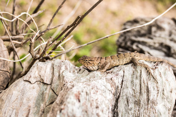 Close-up Changeable Lizard, Red-headed Lizard, Indian Garden Lizard in Thailand