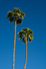 Obraz premium Land Where the Palm Trees Sway