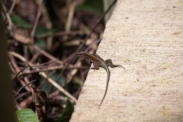 Little Lizard - Costa Rica