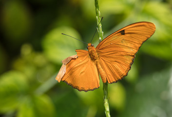 Butterfly with a broken wing