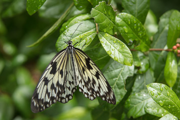 Butterfly on raindrop leaf