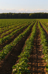 Vertical Rows of Green Leafy Vegetables in Farm Field
