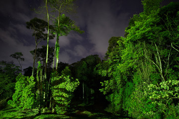 Jungle by night in Costa Rica - region Rainforest