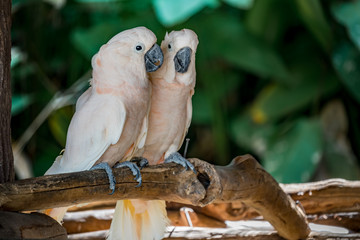 Two cockatoos