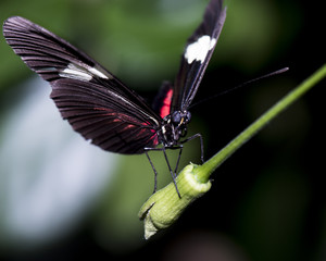 Heliconius melpomene - Postman butterfly