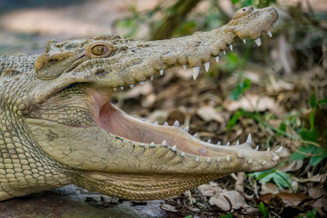 White Crocodile in the zoo
