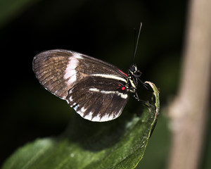 Heliconius melpomene - Postman butterfly