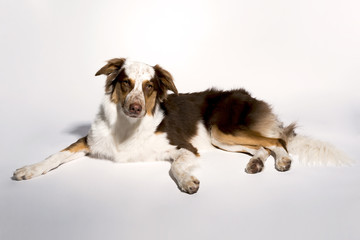 Brown Border Collie
