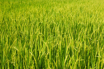 rice field in north Thailand, nature food landscape background.