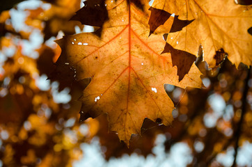 Copper oak foliage in an alley near Marymoor park - 2