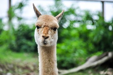 braunes Lama