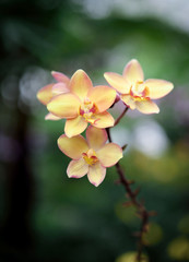 Yellow orchid flower in nature background.