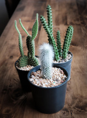 small cactus in a pot, Vintage style
