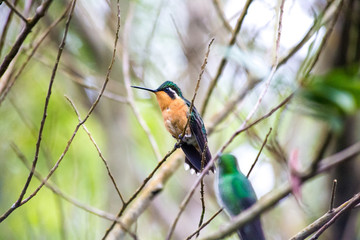 Humming bird from Costa Rica
