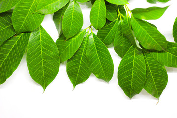 Green Leaves background