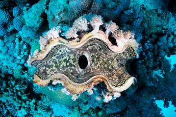Giant Clam photographed in the Red Sea