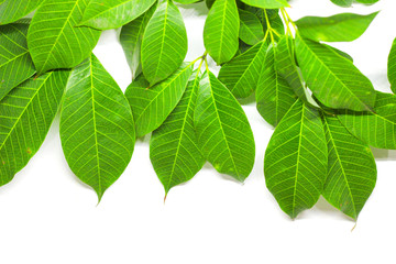 Naklejka premium Green Leaves background
