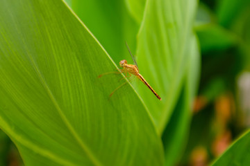 Dragonfly on Leaf