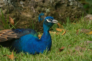 Pavo real azul