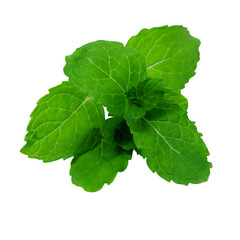 Fresh mint leaves isolated on white background.