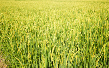 rice field in north Thailand, nature food landscape background
