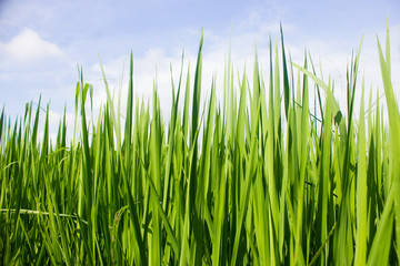 rice field in north Thailand, nature food landscape background