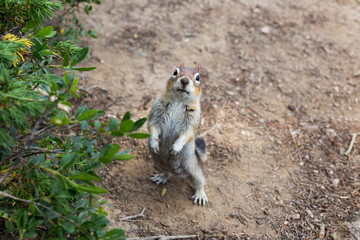 Squirrel begging for food