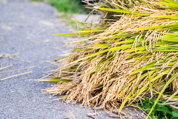 秋の白米千枚田