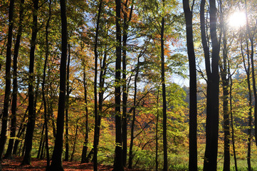goldener Herbst, Nationalpark Jasmund