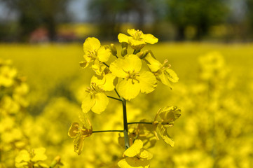 Obraz premium Rapsblüte Nahaufnahme