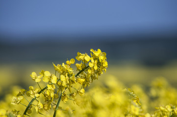 Rapsblüte, Nahaufnahme, Hintergrund